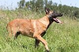 MALINOIS 806